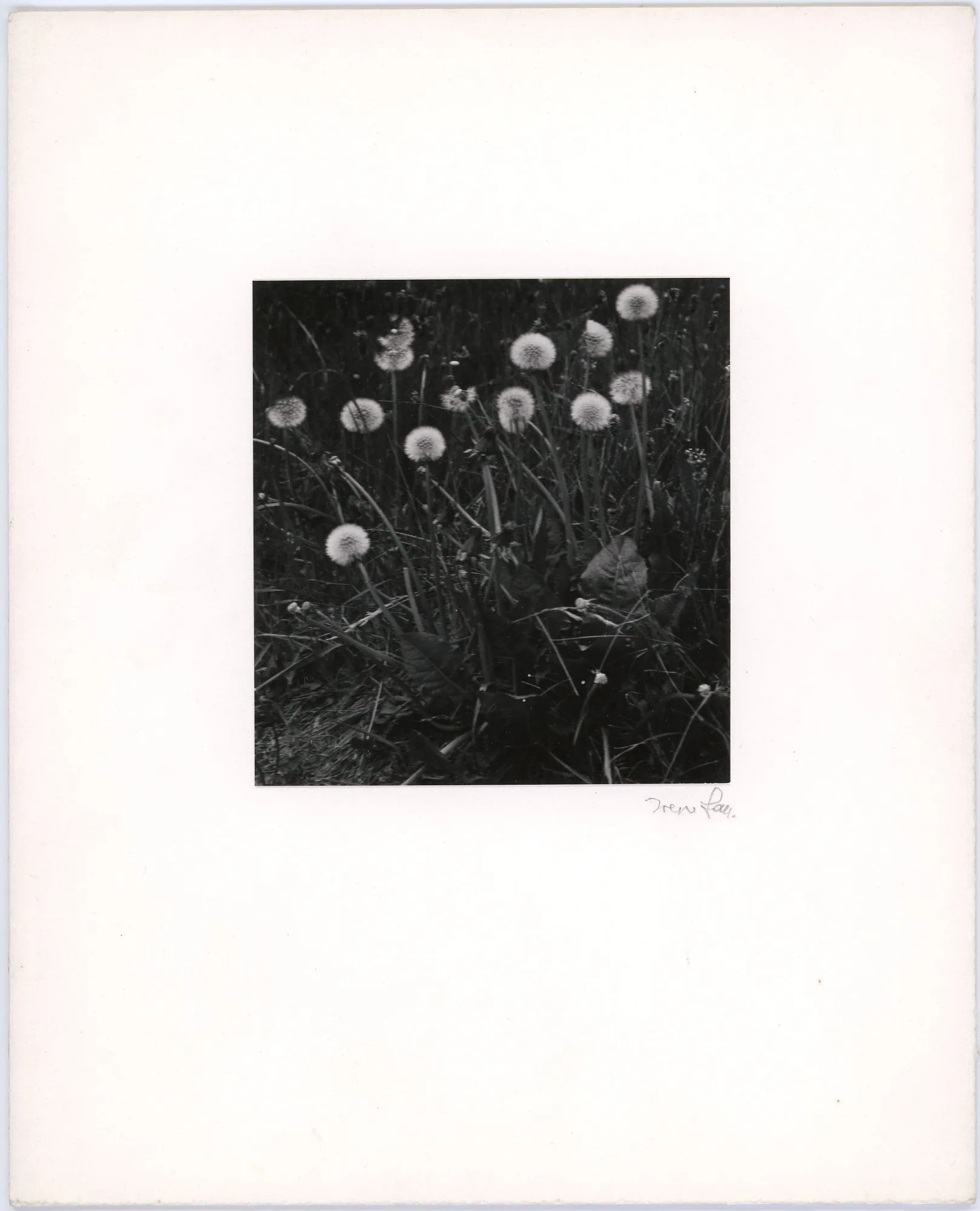 Dandelions - Yorkshire