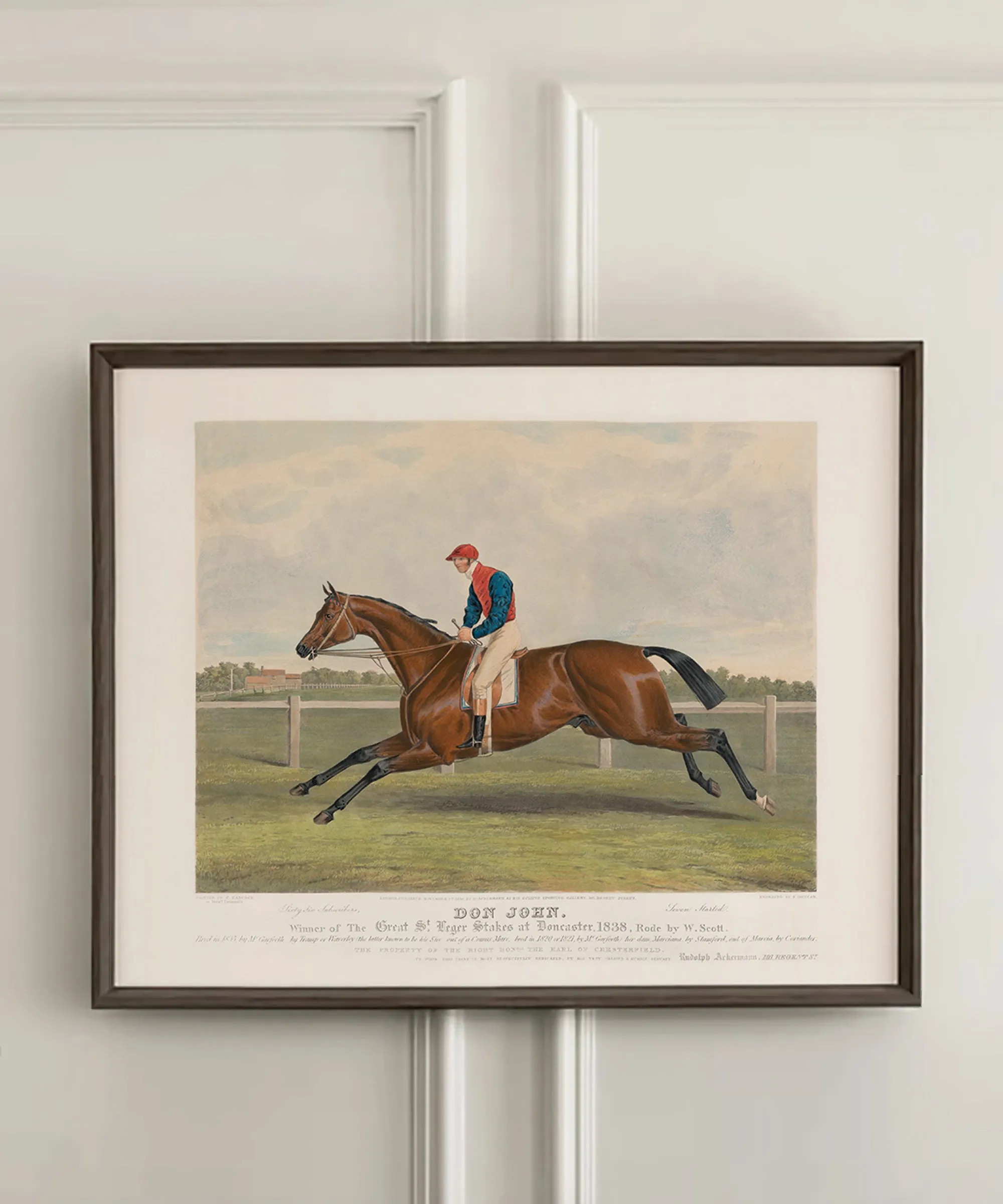 Don John | Racehorse No. 5