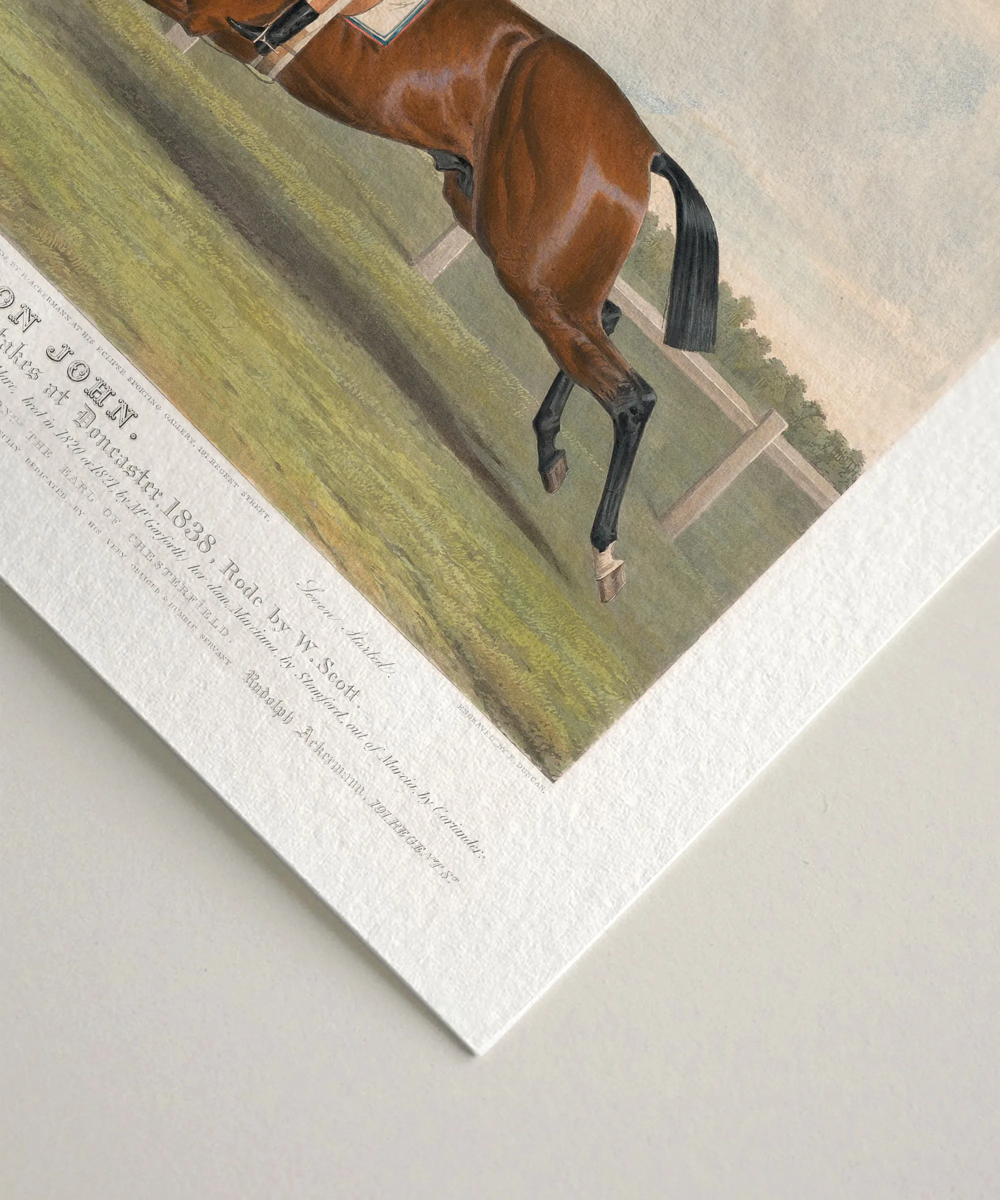 Don John | Racehorse No. 5