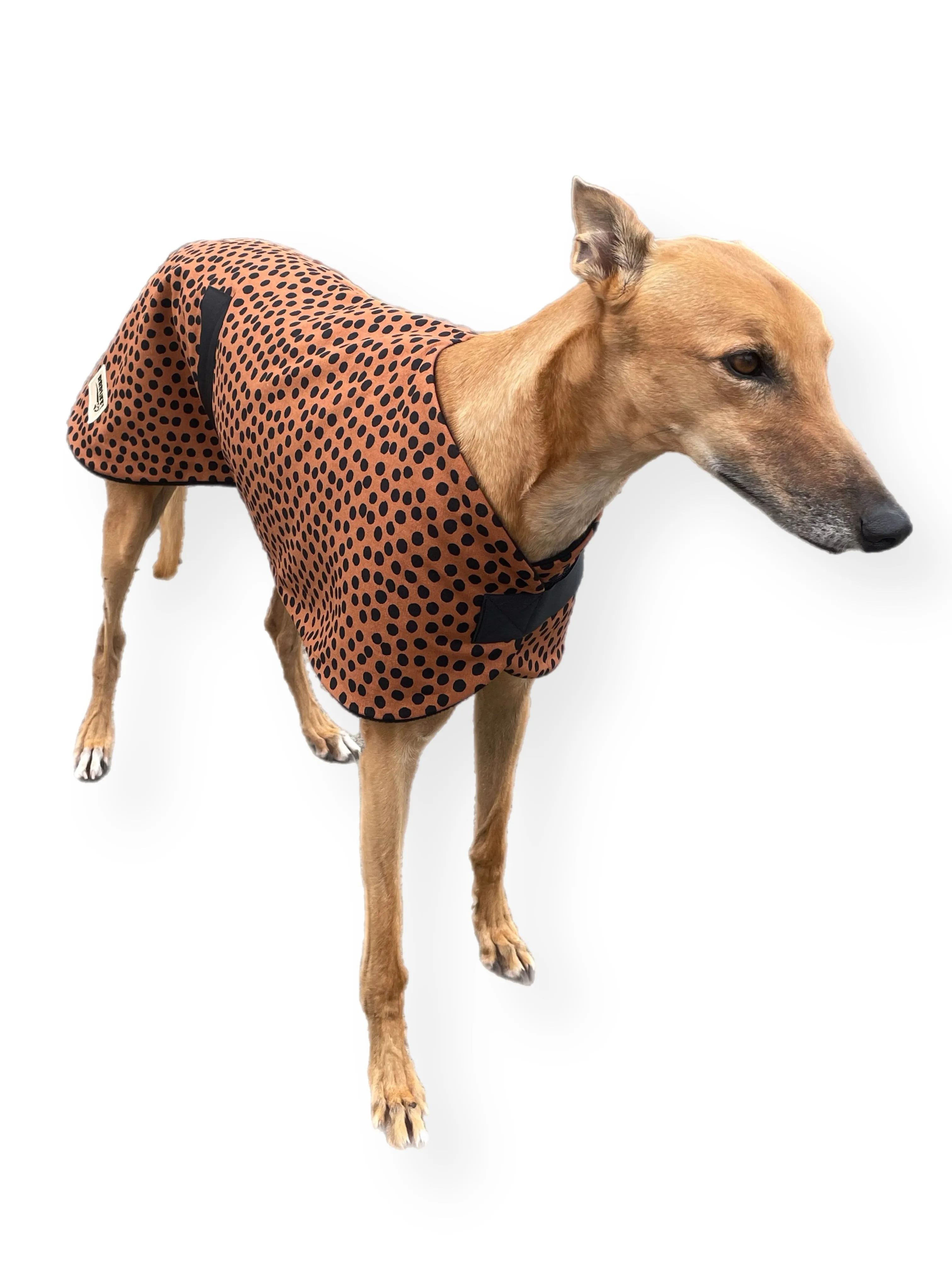 Going Dotty Autumn range classic style Greyhound coat in cotton & inner fleece washable