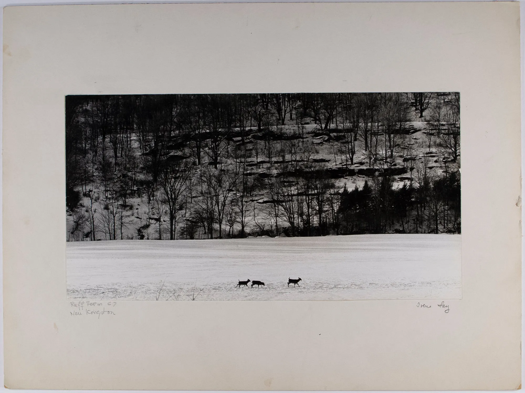 Ruff Farm '67, New Kingston