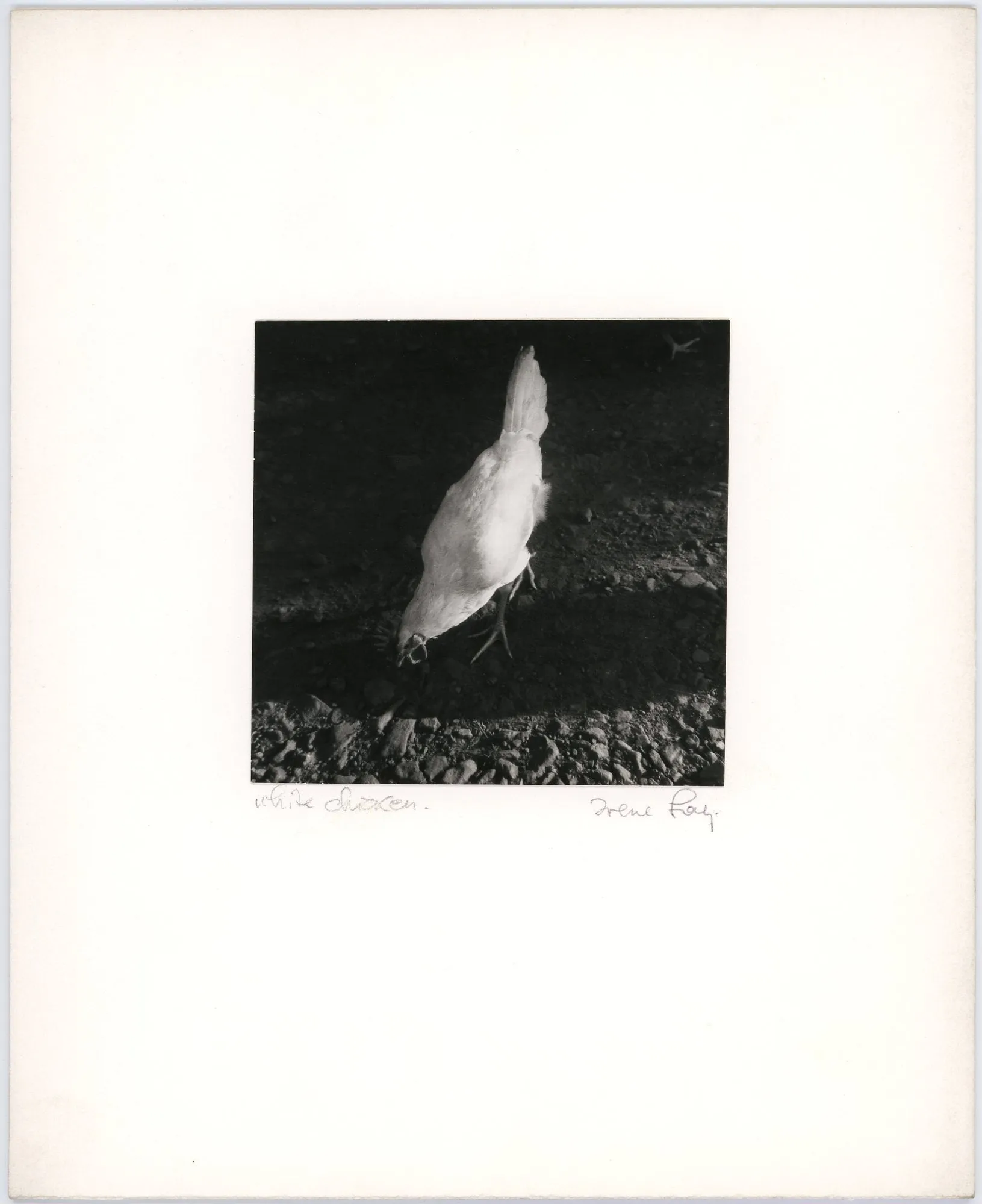 White Chicken