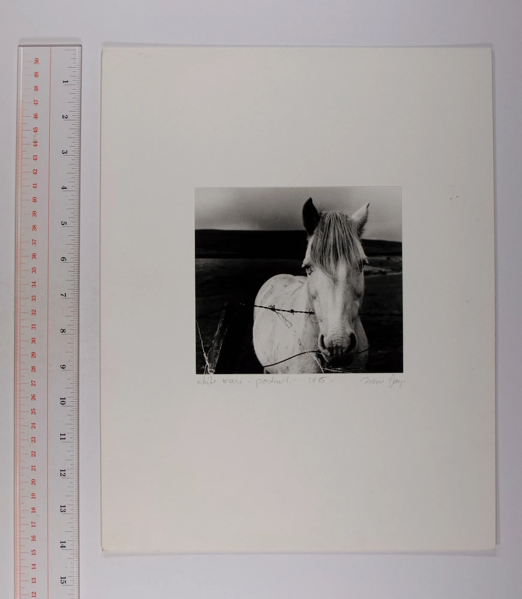 White Mare- Portrait