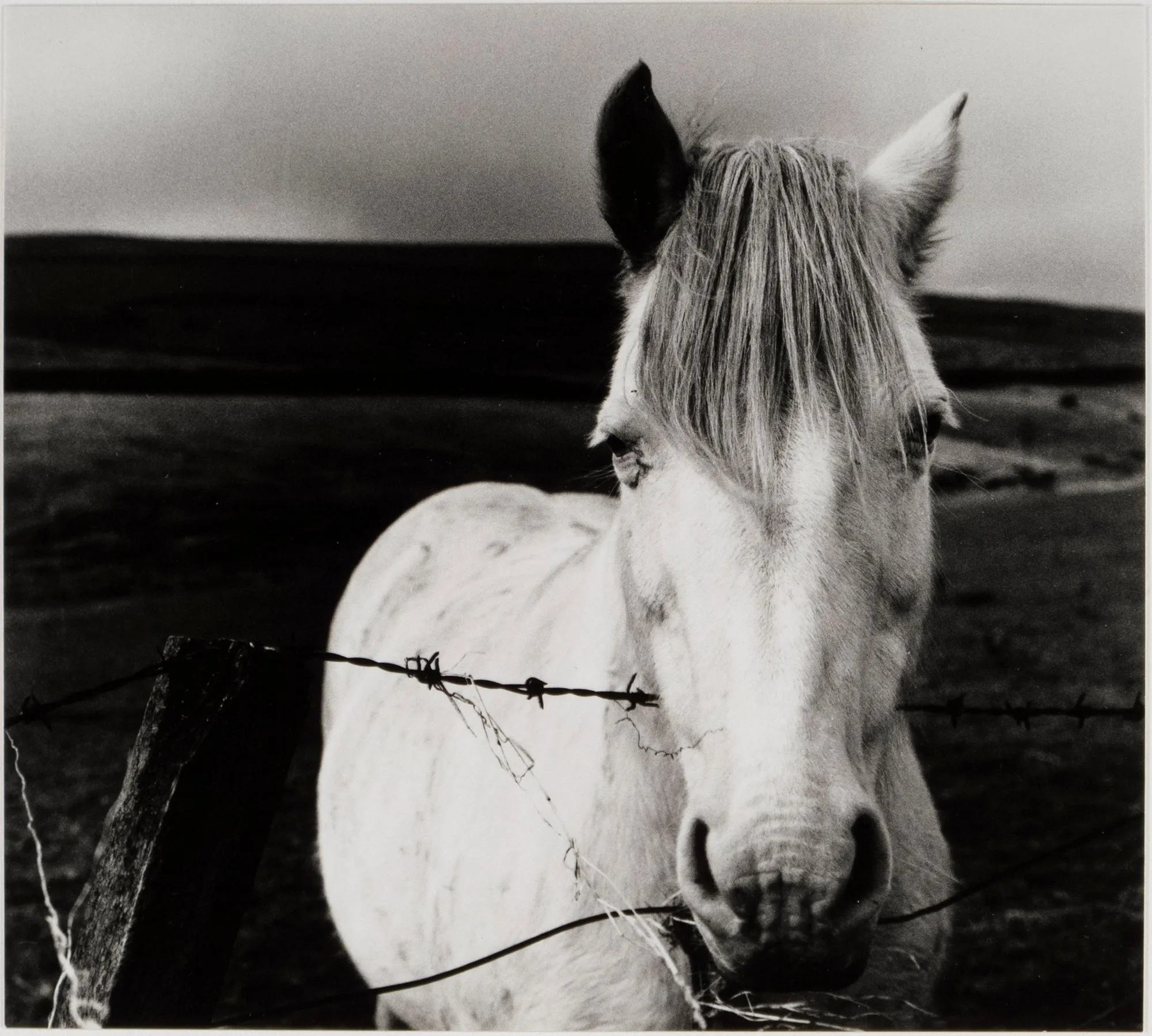 White Mare- Portrait