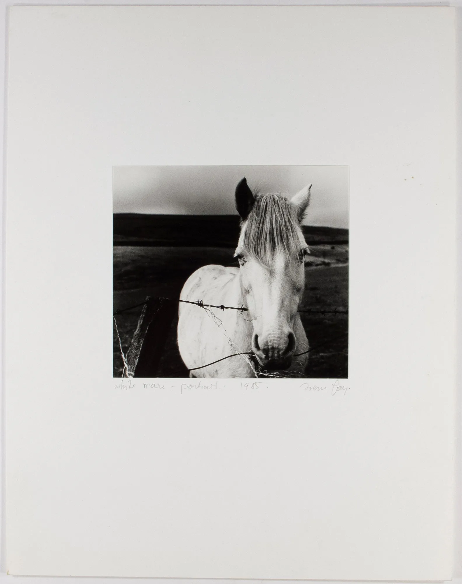 White Mare- Portrait