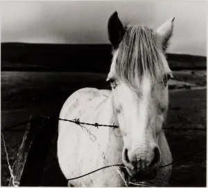 White Mare- Portrait